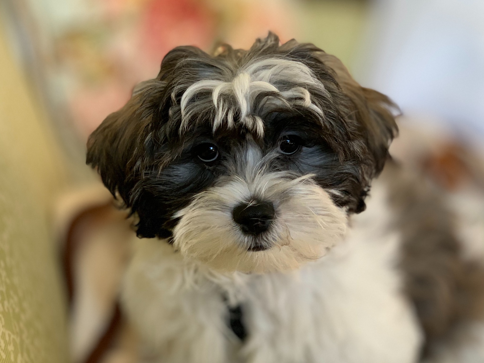 Dempsey, Valerie’s black-and-white dog, looking at the camera
